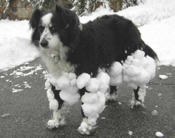 Snow Dog